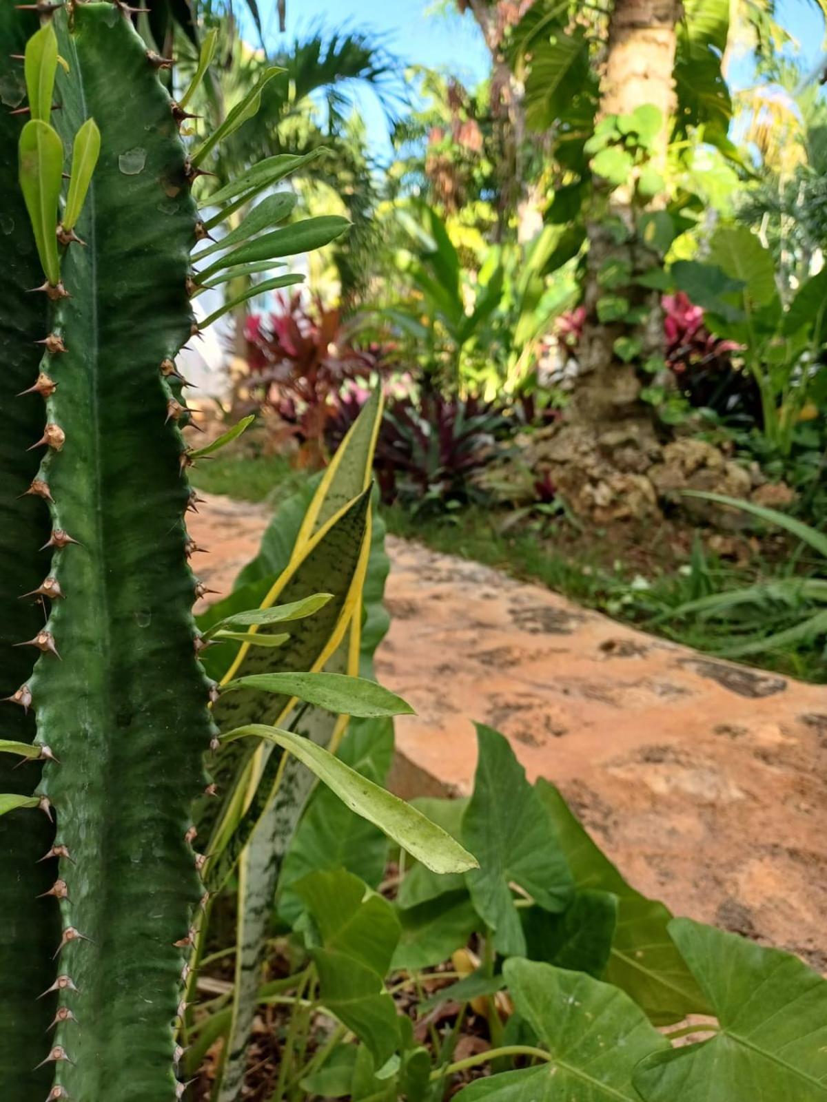 Green Paradise Leona Vicario Exterior foto