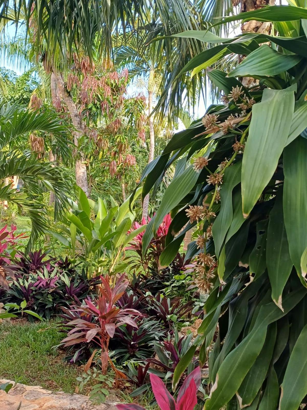Green Paradise Leona Vicario Exterior foto